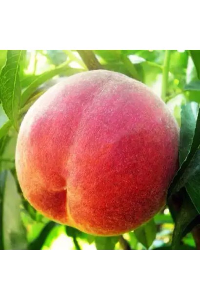 Персик домашній ‘Флемінг Фьюрі’